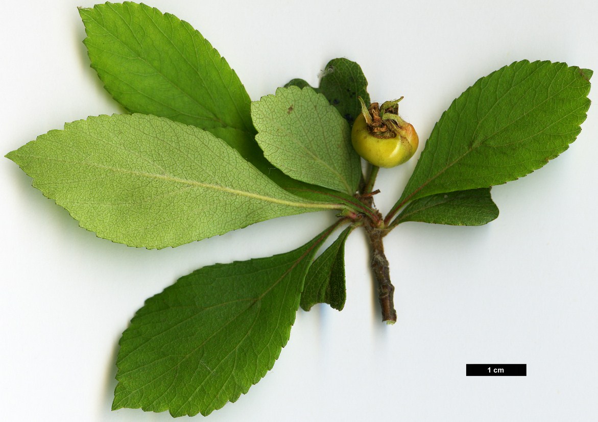 High resolution image: Family: Rosaceae - Genus: Crataegus - Taxon: ×rufula (C.aestivalis × C. opaca)